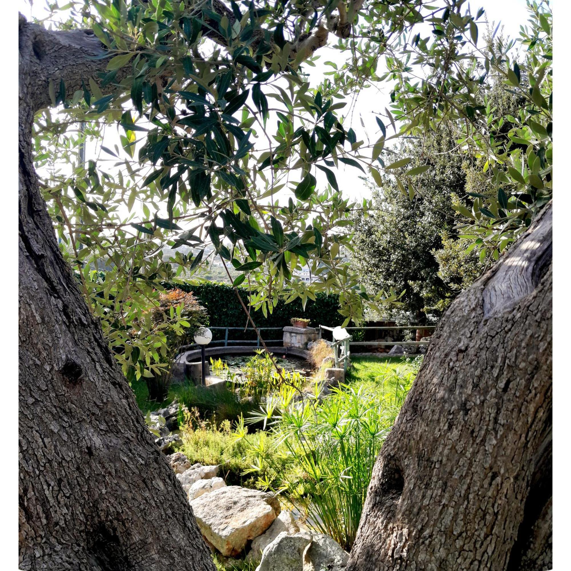 La Rosa Dei Trulli B&B Alberobello Eksteriør billede