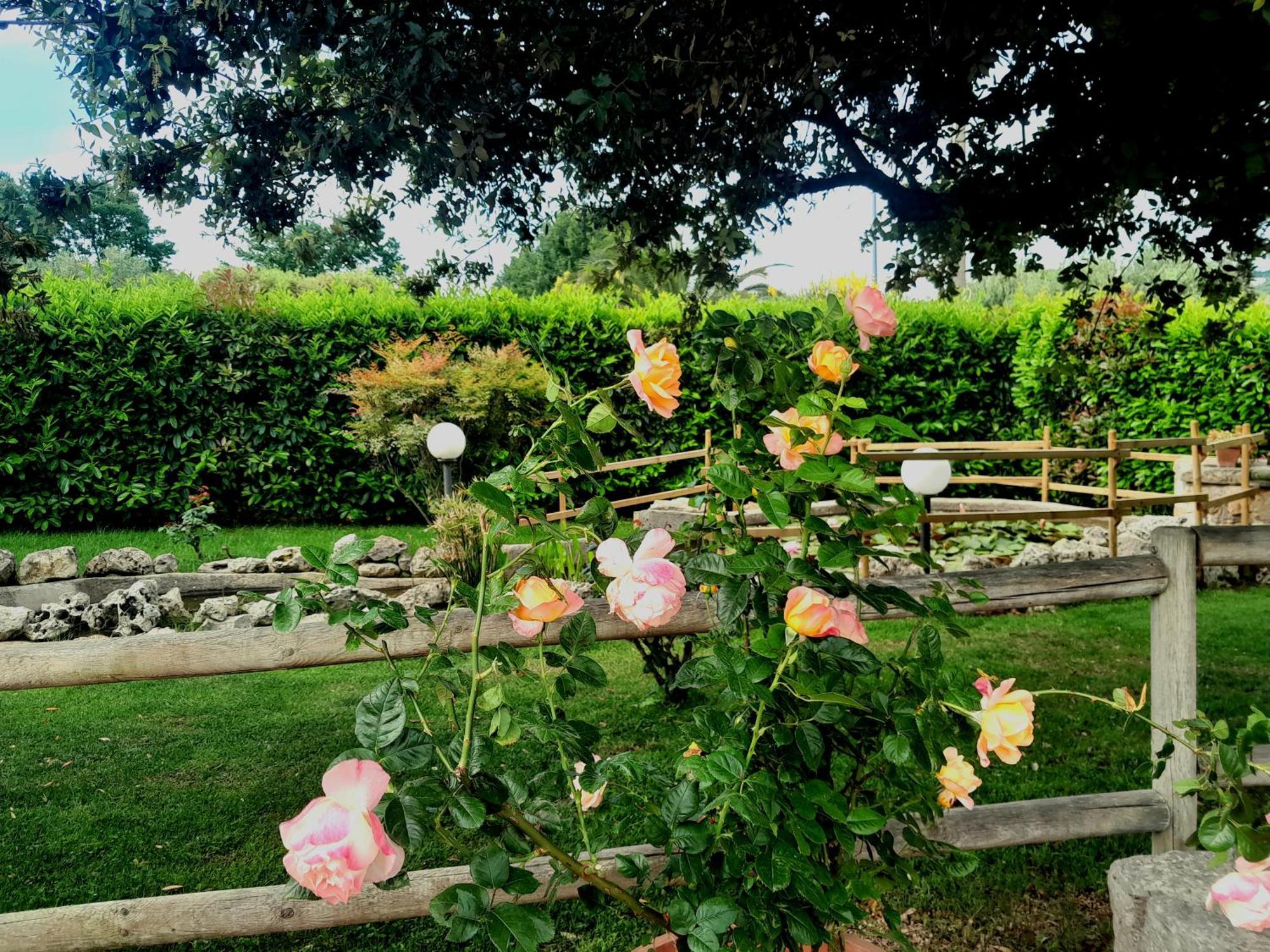 La Rosa Dei Trulli B&B Alberobello Eksteriør billede