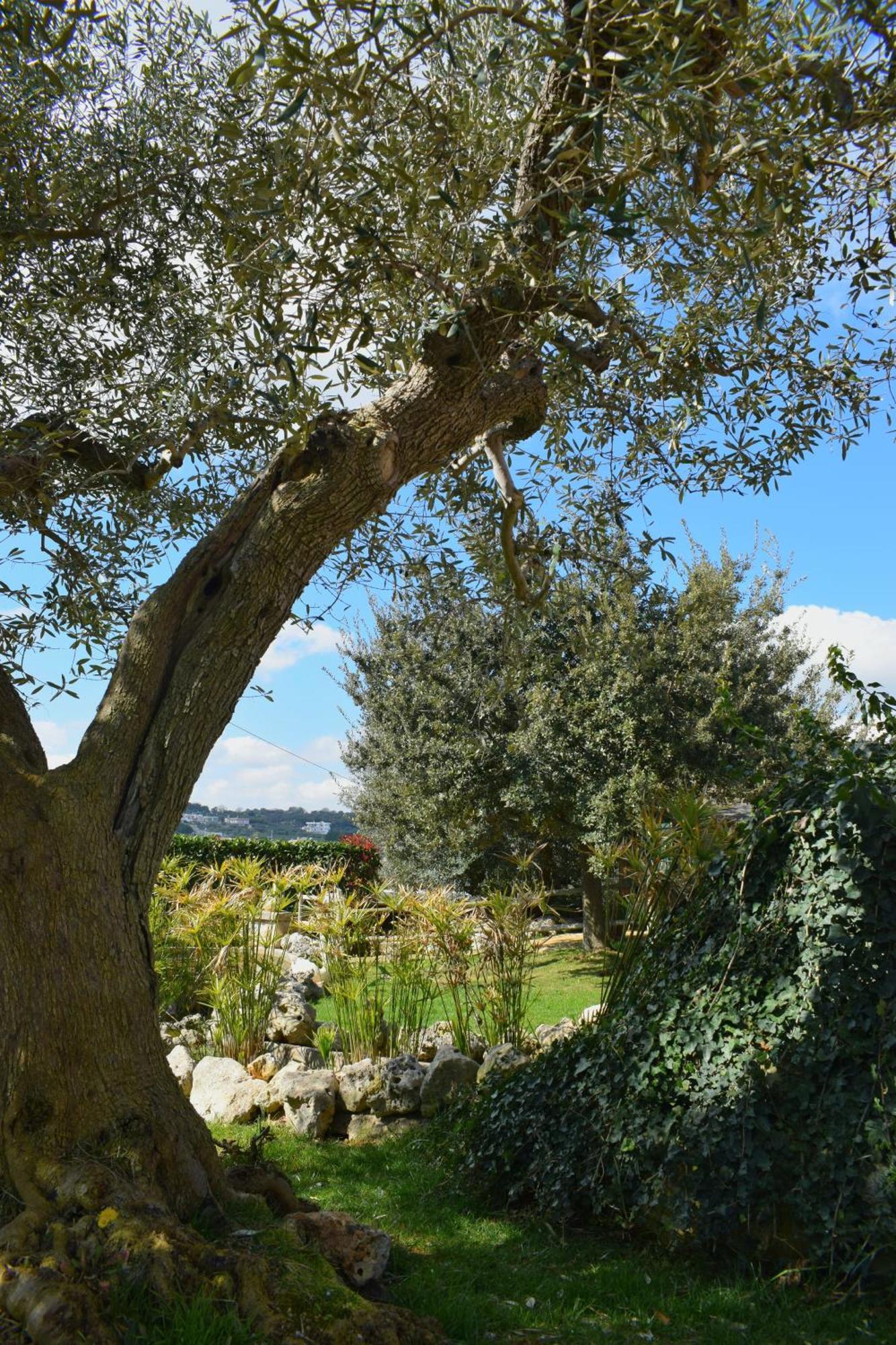 La Rosa Dei Trulli B&B Alberobello Eksteriør billede